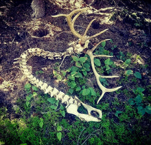 Load image into Gallery viewer, Bull Elk Dead Head S/S
